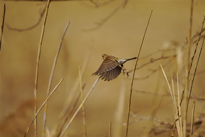 IIW,Common Reed Bunting